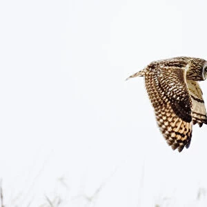 Short-eared Owl Asio flammeus Welney Norfolk Feb