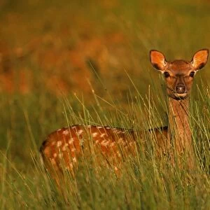 Sika Deer (doe) Cervus nippon, Kent, summer