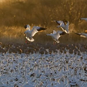 Snow Geese Chen caerulescens arriving at dawn Bosque del Apache New Mexico USA January