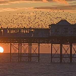 Starlings Sturnus vulgarus arriving at Brightons Palace Pier to roost Sussex January