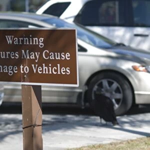 Warning sign against American Black Vultures pulling rubber seals from cars in Anhinga