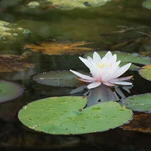 Water Lily on ornamental pond Cornwall