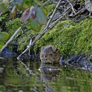 Cricetidae Metal Print Collection: Bank Vole