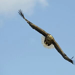 White-tailed Eagle (Sea Eagle) Haliaeetus albicilla Norway