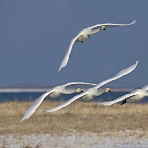Whooper Swans Cygnus cygnus Hokkaido Japan