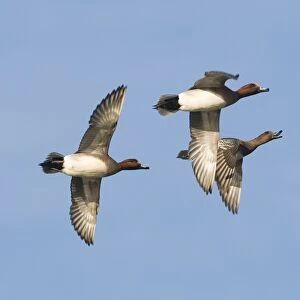 Wigeon Anas penelope males in courtship chase with female Buckenham Marshes Norfolk