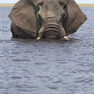 African Elephant (Loxodonta africana) adult, standing in water, Chobe River, Chobe N. P. Botswana