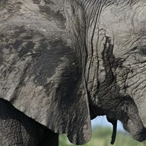 African Male Elephant musk grand