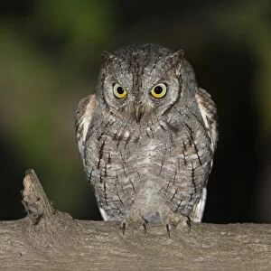 African Scops-owl (Otus senegalensis) adult, perched on branch at night, Gambia