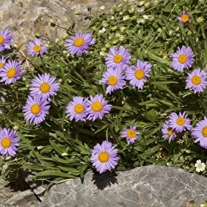 Alpine Aster (Aster alpinus) flowering, Maritime Alps, France, September