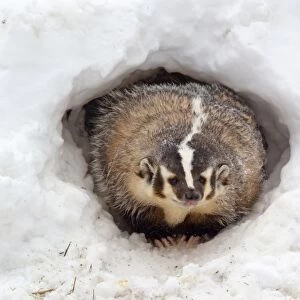 American Badger (Taxidea taxus) adult, at sett entrance in snow, Montana, U. S. A, january (captive)
