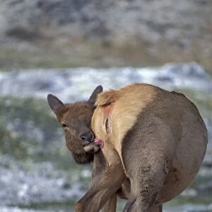 American Elk (Cervus canadensis) adult female, grooming, Yellowstone N. P. Wyoming, U. S. A