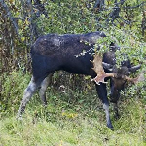 American Moose (Alces alces shirasi) adult male, thrashing branches with antlers, during rutting season