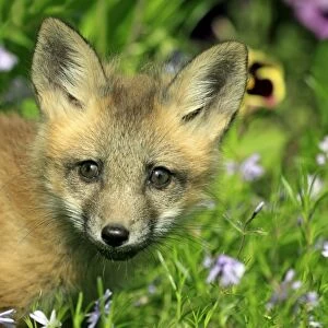 American Red Fox (Vulpes vulpes fulva) ten-weeks old cub, close-up of head, amongst flowers in meadow, Montana, U. S. A