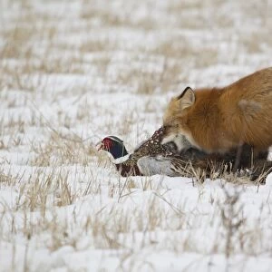 American Red Fox (Vulpes vulpes fulva) adult female, standing in snow covered field capturing Common Pheasant