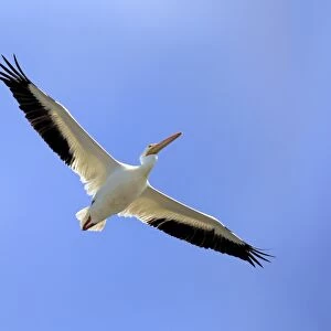 American White Pelican (Pelecanus erythrorhynchos) adult, in flight, Sanibel Island, Florida, U. S. A. March