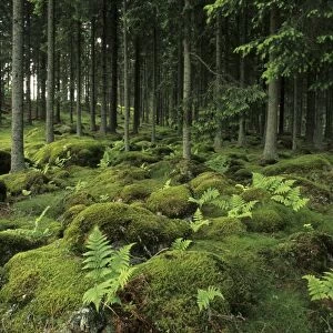 Ancient boreal coniferous forest, interior with moss covered rocks and ferns on forest floor, Vastergotland, Sweden
