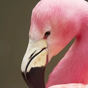 Andean Flamingo (Phoenicoparrus andinus) adult, close-up of head, preening, Slimbridge W. W. T. (captive)