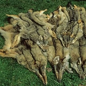 Animal products, European Wolf (Canis lupus) skins, Poland