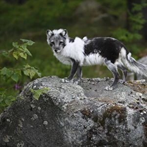 Arctic Fox (Alopex lagopus) adult, in transitional coat, standing on rock, Finland, july