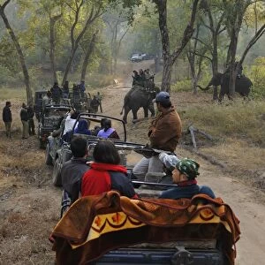 Asian Elephant (Elephas maximus indicus) domesticated adults, with tourists and vehicles on tiger safari