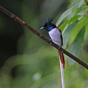 Asian Paradise-flycatcher (Terpsiphone paradisi paradisi) adult male, intermediate phase, perched on branch, Sri Lanka, december