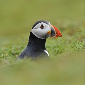 Atlantic Puffin (Fratercula arctica) adult, breeding plumage, looking out from burrow on clifftop, Skokholm Island