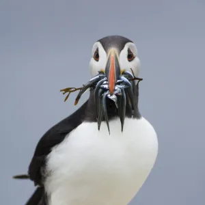 Atlantic Puffin (Fratercula arctica) adult, with sandeels and seaweed in beak, standing on rock, Inner Farne