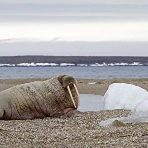 Atlantic Walrus (Odobenus rosmarus rosmarus) adult, resting on shingle, Spitzbergen, Svalbard, july