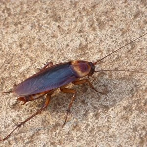 Australian Cockroach (Periplaneta australasiae) adult, walking on ground beside house, Western Australia, Australia