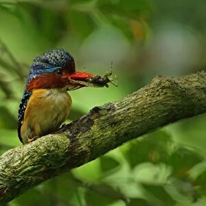Banded Kingfisher (Lacedo pulchella amabilis) adult male, with insect prey in beak, perched on branch