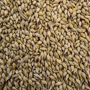 Barley (Hordeum vulgare) crop, close-up of harvested grain, Pilling, Preston, Lancashire, England, August