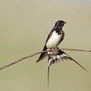 Barn Swallow (Hirundo rustica) adult, with wet plumage and tail fanned, perched on stem, Bulgaria, june