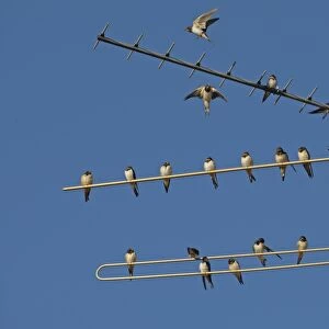 Barn Swallow (Hirundo rustica) flock, gathering on television aerial, Northern Spain, september