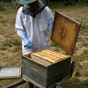 Beekeeper opening brood box part of the hive to expose the wax frames