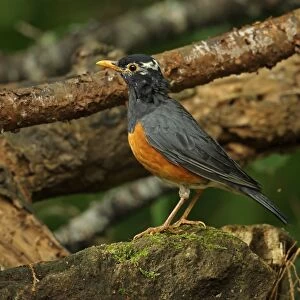 Black-breasted Thrush (Turdus dissimilis) adult male, with partially leucistic plumage, standing on rock
