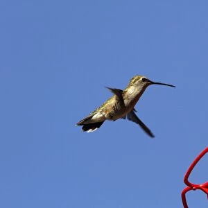 Black Chinned Hummingbird female hovering by feeder