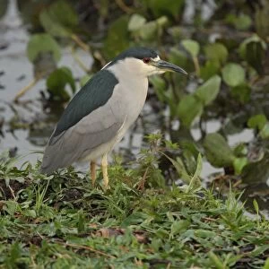 Black-crowned Night-heron (Nycticorax nyctocorax hoacti) adult, standing at edge of water, Campo Jofre, Mato Grosso, Brazil, september