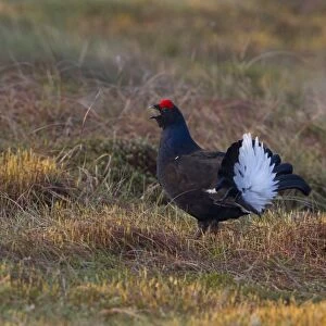 Black Grouse (Tetrao tetrix) adult male, calling and displaying at lek, Wales, april