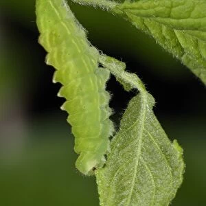 Black Hairstreak (Satyrium pruni) fully grown larva, feeding on blackthorn leaf, England
