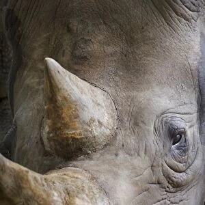 Black Rhinoceros (Diceros bicornis) adult, close-up of face (captive)