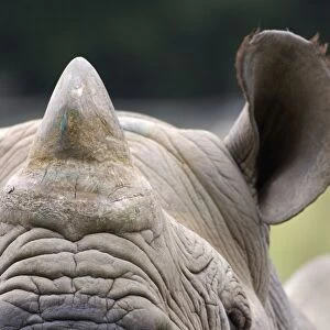Black Rhinoceros (Diceros bicornis) adult, close-up of face (captive)