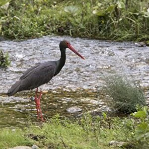 Black Stork standing in stream - Bulgaria