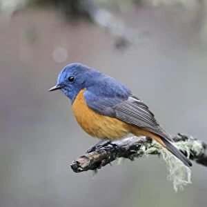 Blue-fronted Redstart (Phoenicurus frontalis) adult male, perched on twig, Yunnan, China, may