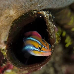 Blue-striped Fangblenny (Plagiotremus rhinorhynchos) orange form, adult, sheltering in hole, Horseshoe Bay, Nusa Kode