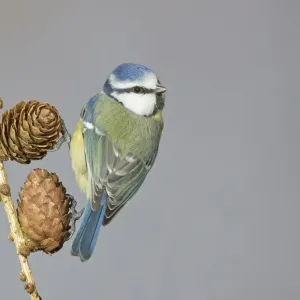 Blue Tit Print, perched on larch cones Blue Tit Print, perched on larch cones