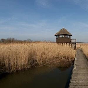 Boardwalk and raised hide in reedbed habitat, Hickling Broad, River Thurne, The Broads N. P. Norfolk, England, march