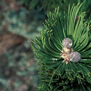 Bosnian Pine (Pinus leucodermis) Cones / February
