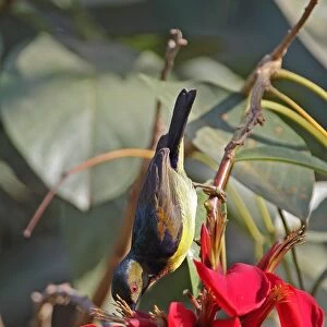 Brown-throated Sunbird (Anthreptes malacensis malacensis) adult male, feeding on nectar from flower, Siem Reap