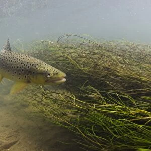 Brown Trout (Salmo trutta fario) adult, holding beside weeds in stream habitat, River Witham, Lincolnshire, England